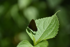 Electrostrymon denarius