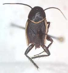 Pseudomops cinctus