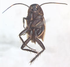 Pseudomops cinctus
