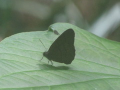 Hermeuptychia hermes