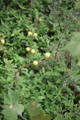 Solanum myriacanthum