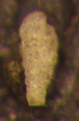 Textularia earlandi