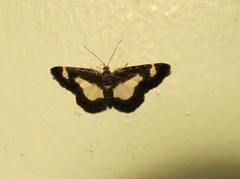 Heliomata cycladata