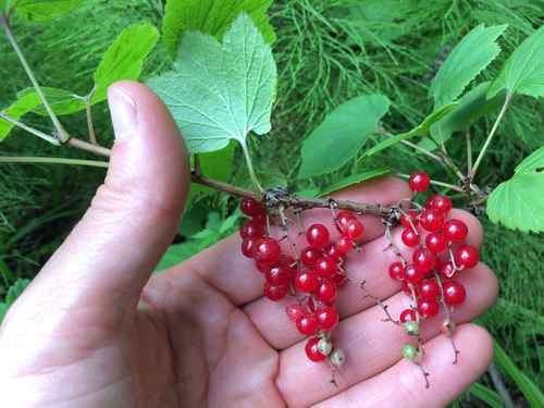 Red currant (Ribes triste)