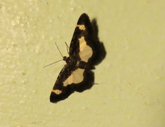 Heliomata cycladata