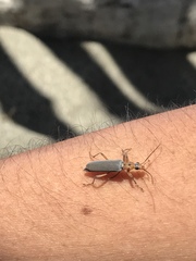 Copidita quadrimaculata