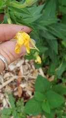 Oenothera parviflora
