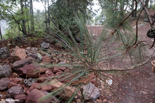 Durango pine