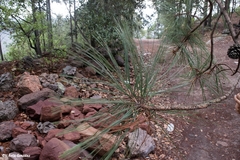 Pinus durangensis