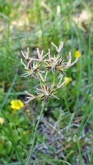 Juncus orthophyllus