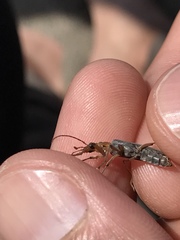 Copidita quadrimaculata