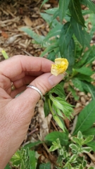 Oenothera parviflora