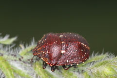 Psacasta exanthematica