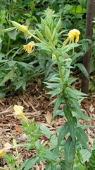Oenothera parviflora