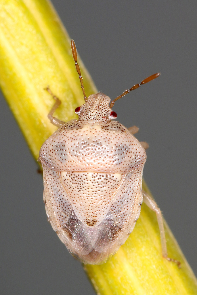 Stagonomus grenieri