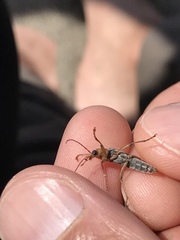 Copidita quadrimaculata