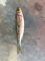 Richardsonius egregius