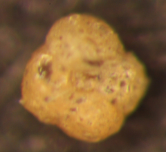 Trochammina hadai