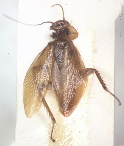Animal Riata (Riatia)
