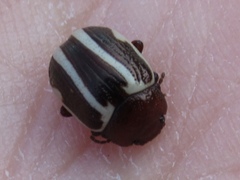 Calligrapha bidenticola