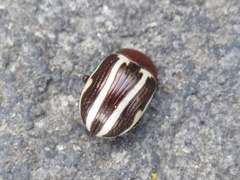 Calligrapha bidenticola