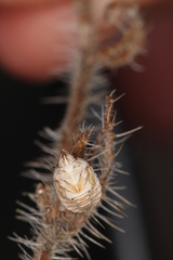 Psacasta tuberculata