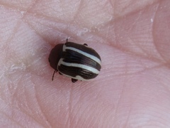 Calligrapha bidenticola