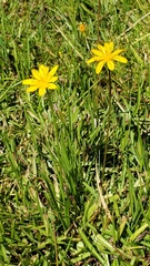 Phalacroseris bolanderi