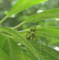Papilionoidea