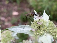 Toxorhynchites rutilus septentrionalis