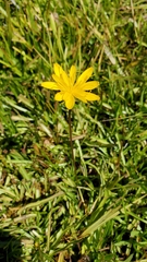 Phalacroseris bolanderi