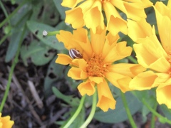 Calligrapha bidenticola