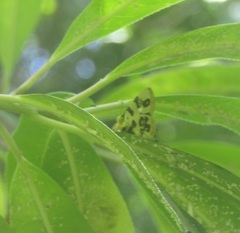 Papilionoidea