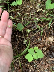 Polygala verticillata