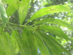 Papilionoidea