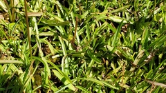 Phalacroseris bolanderi