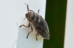 Buprestis lineata