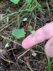 Polygala verticillata