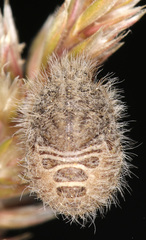 Irochrotus maculiventris