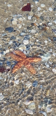 Uniophora