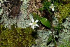 Arenaria lycopodioides