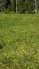 Phalacroseris bolanderi