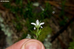 Arenaria lycopodioides