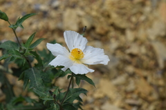 Argemone grandiflora