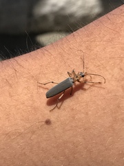 Copidita quadrimaculata