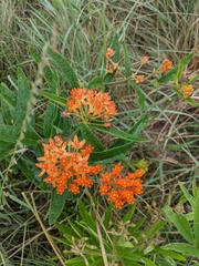 Asclepias tuberosa