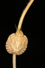 Eurygaster hottentotta