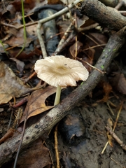 Pluteus deceptivus