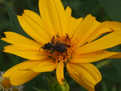 Andrena aliciae