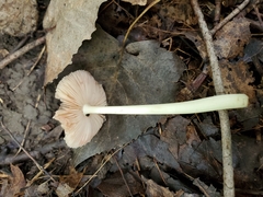 Pluteus deceptivus